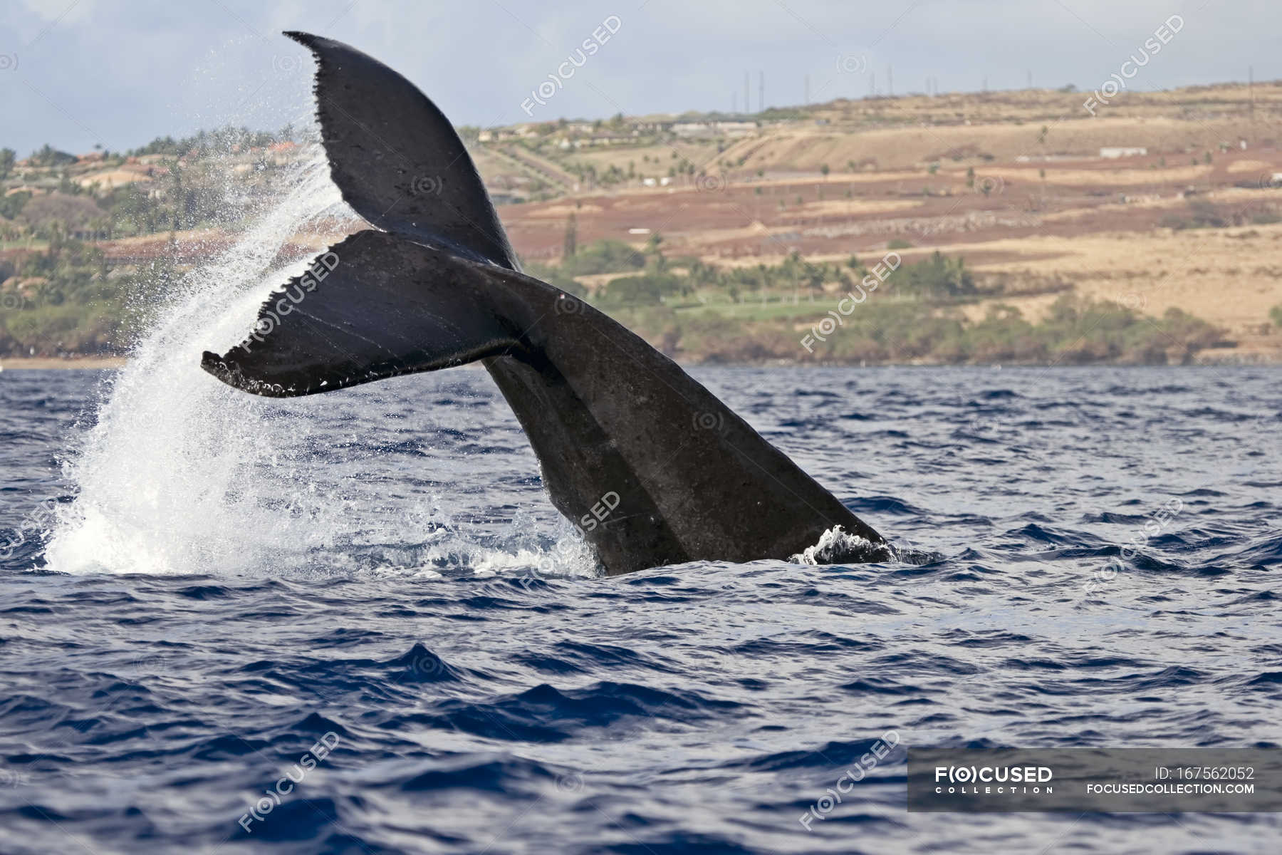 Whale Tail Booty