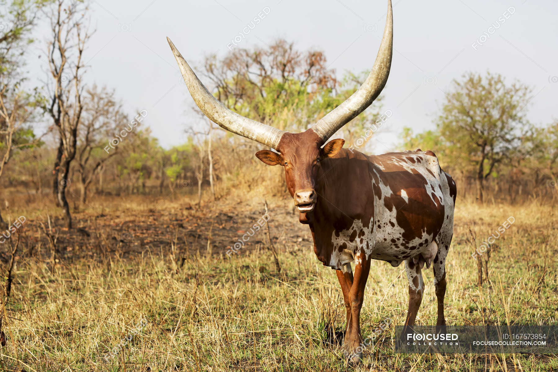 Horned cow on field during daytime ; Uganda — cattle, animal Stock Photo 167573854