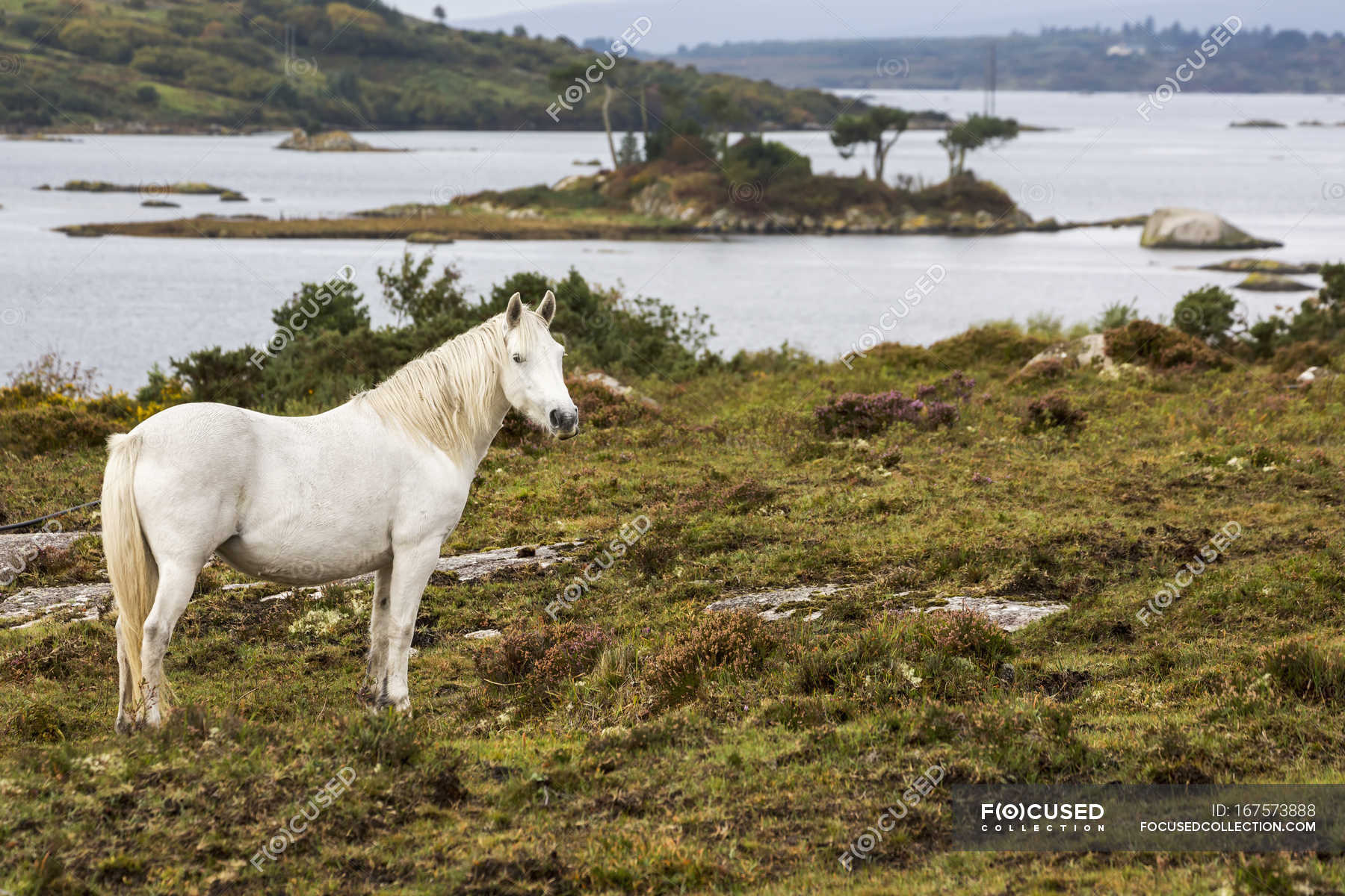 Single white horse — animal, environment - Stock Photo | #167573888