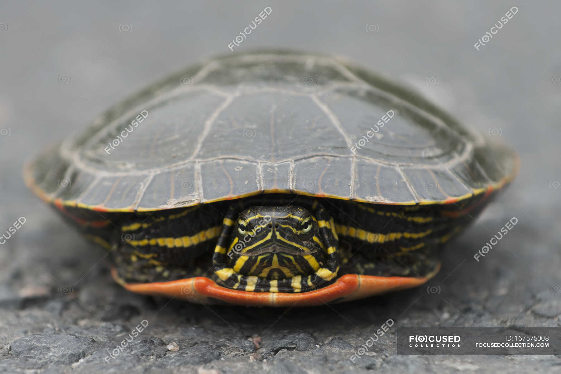 Turtle hiding in shell — ecology, zoology - Stock Photo | #167575008