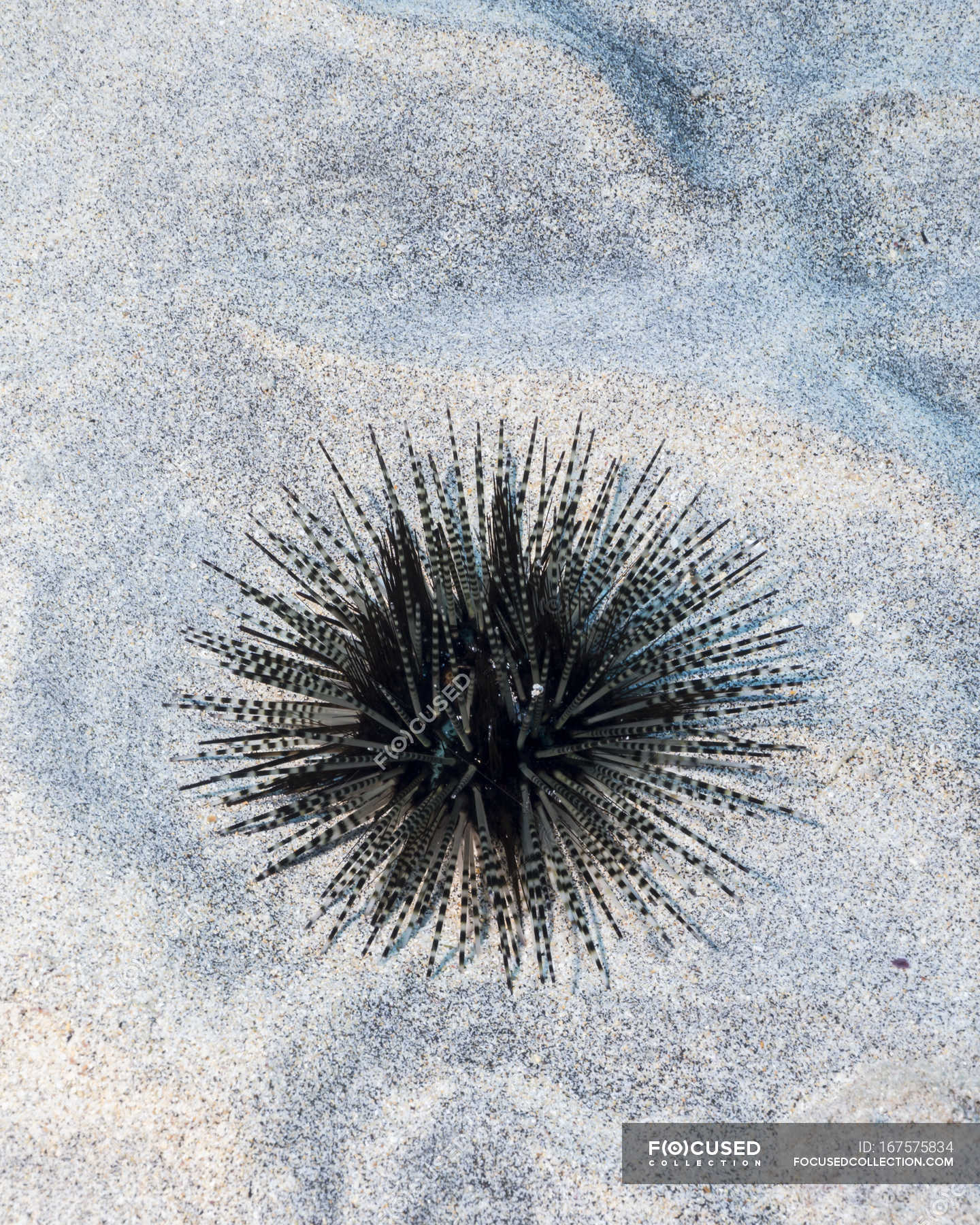 Banded sea urchin — coast, floor - Stock Photo | #167575834