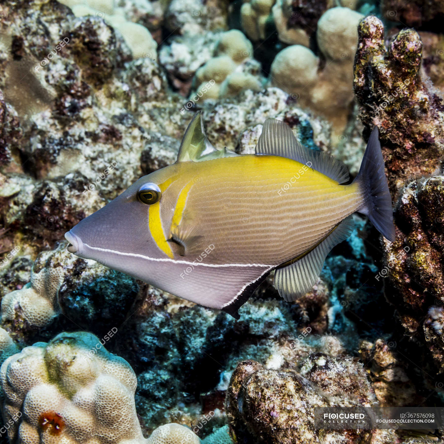 Exotic triggerfish swimming in ocean near coral — reef, wild - Stock ...