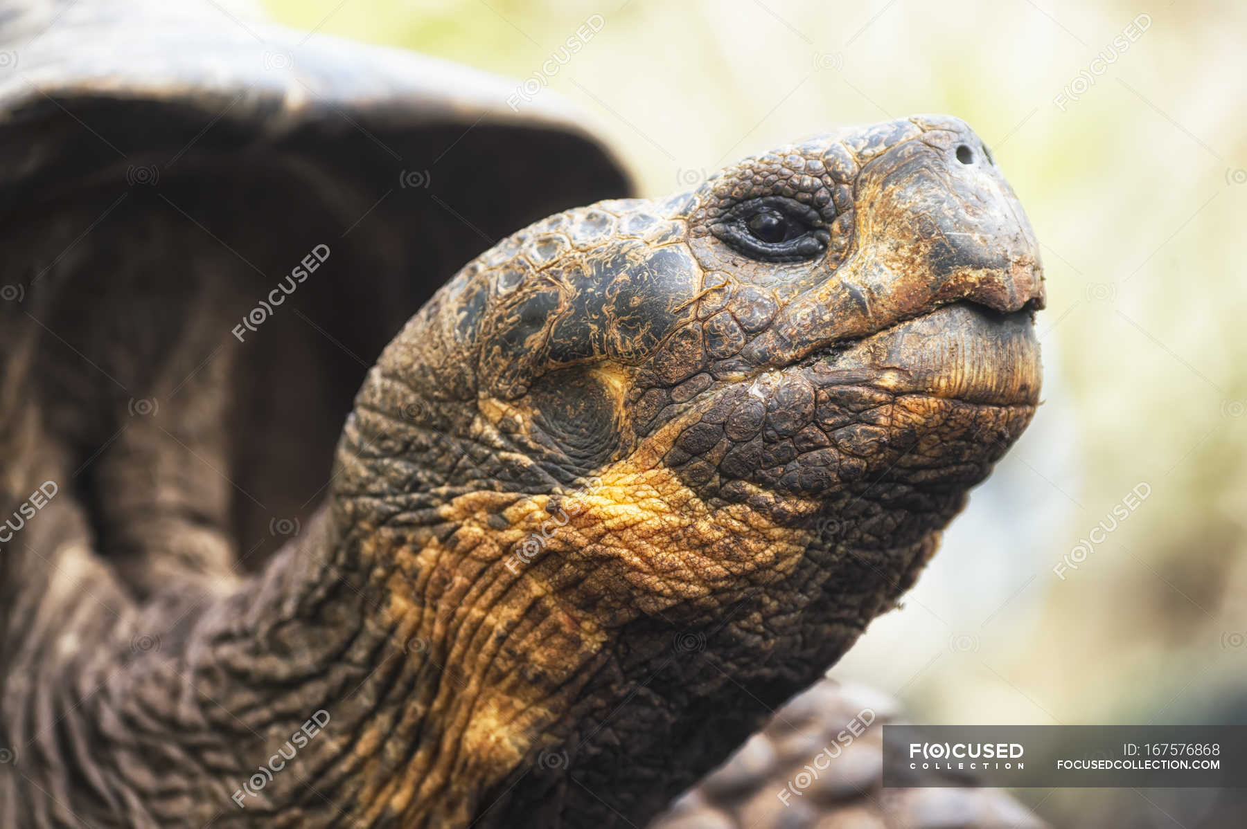 Tortoise looking upwards — nature, zoology - Stock Photo | #167576868