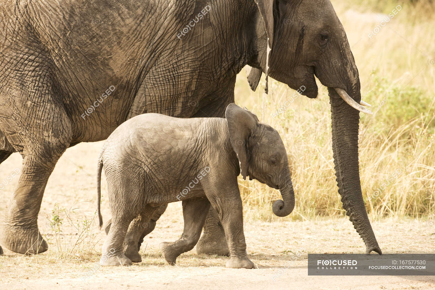 Young Elephant calf — outdoor, concept - Stock Photo | #167577530