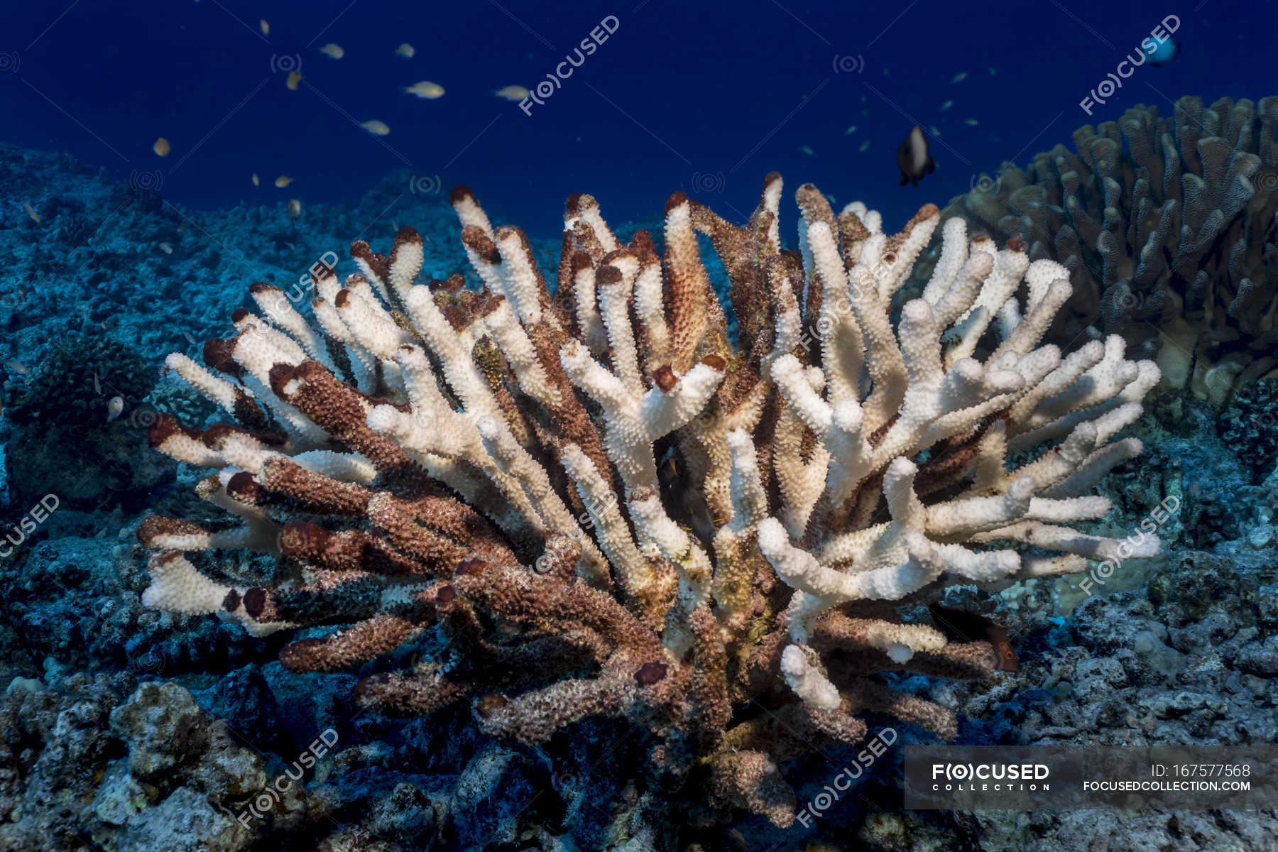 Antler coral ( Pocillopora eydouxi ) bleached white by the compounding ...