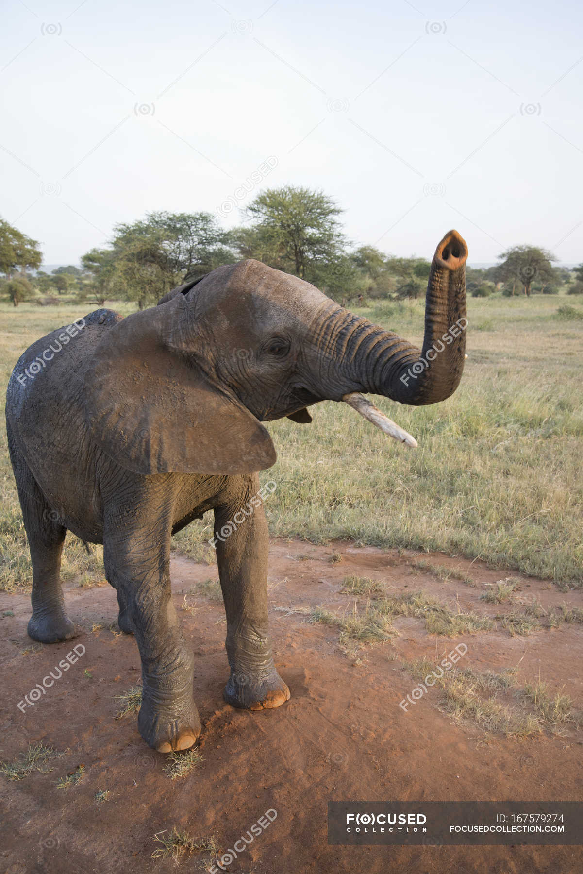 Elephant with raised trunk — natural, eco Stock Photo 167579274