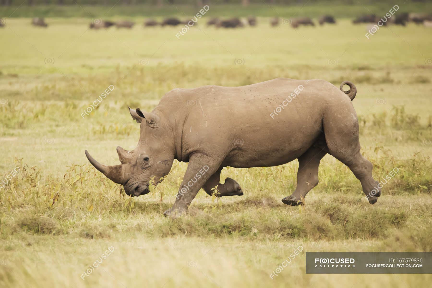 rhino charging
