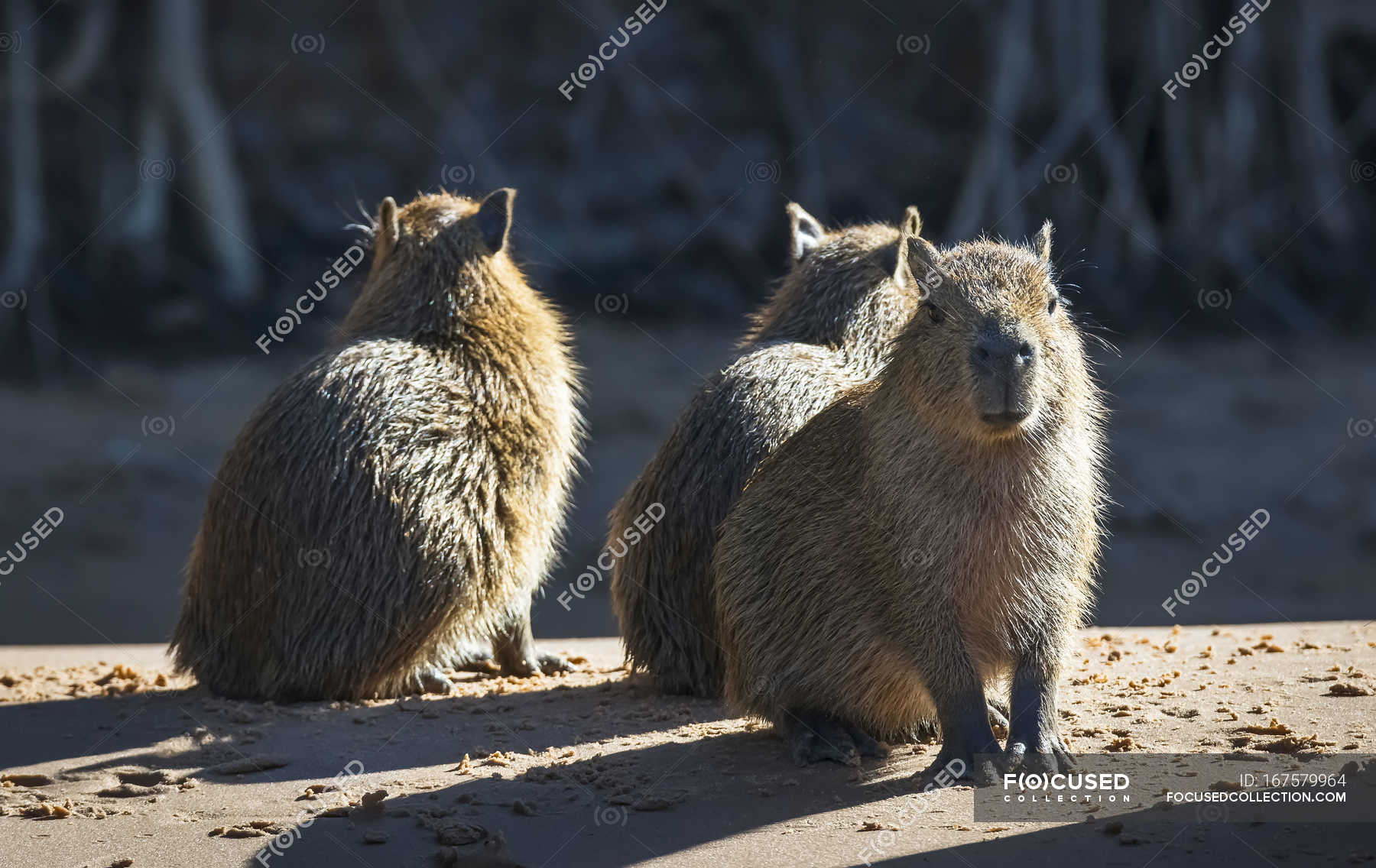 Capybara sentado en el suelo — De pie, escenografía - Stock Photo |  #167579964