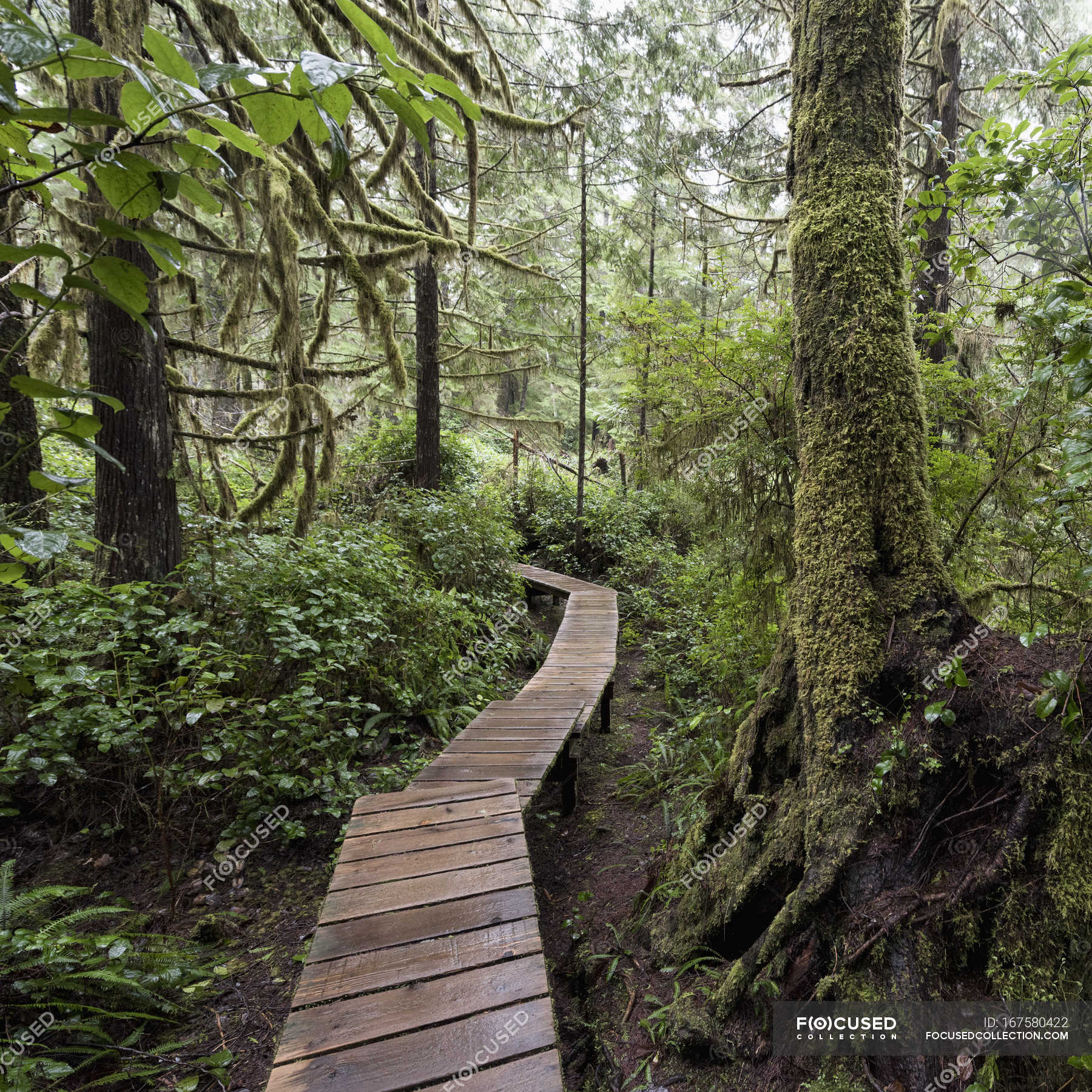 Winding boardwalk through forest — lush, wooden - Stock Photo | #167580422