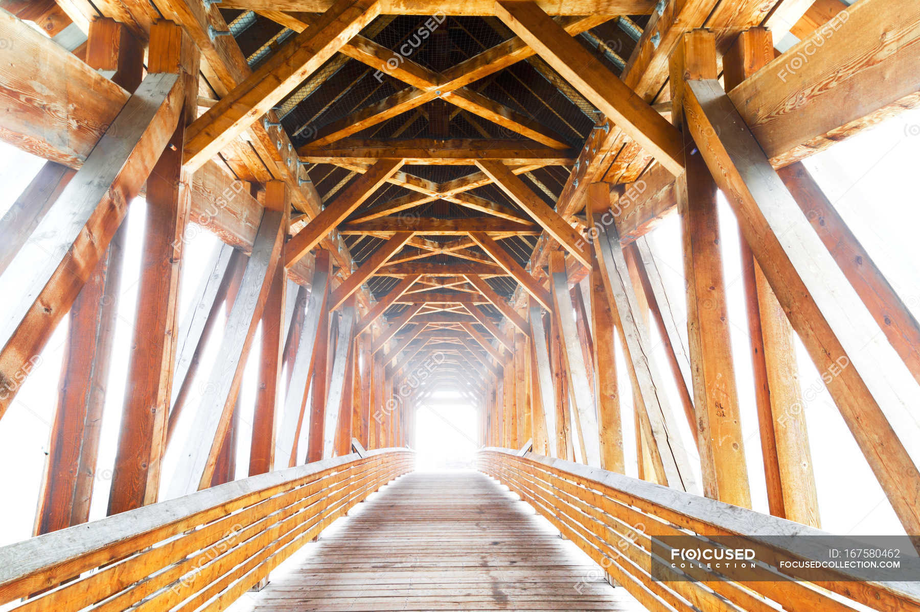 Wooden Bridge Golden Canada Forward Kicking Stock Photo 167580462   Focused 167580462 Stock Photo Wooden Bridge Golden Canada 