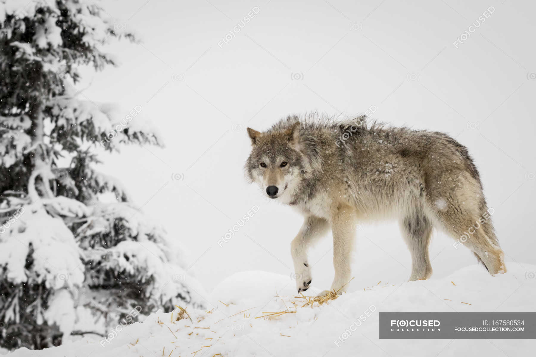 Collision course Marxism Kent Adult female Tundra — zoology, winter - Stock Photo | #167580534