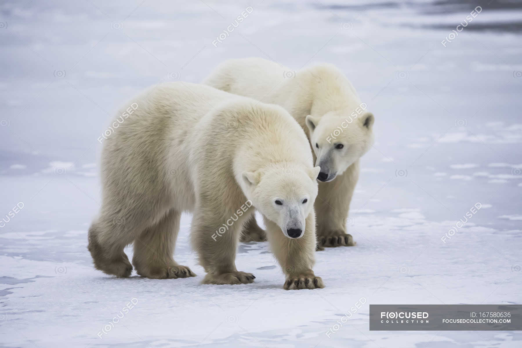 Two young polar bears — scenery, ecology - Stock Photo | #167580636