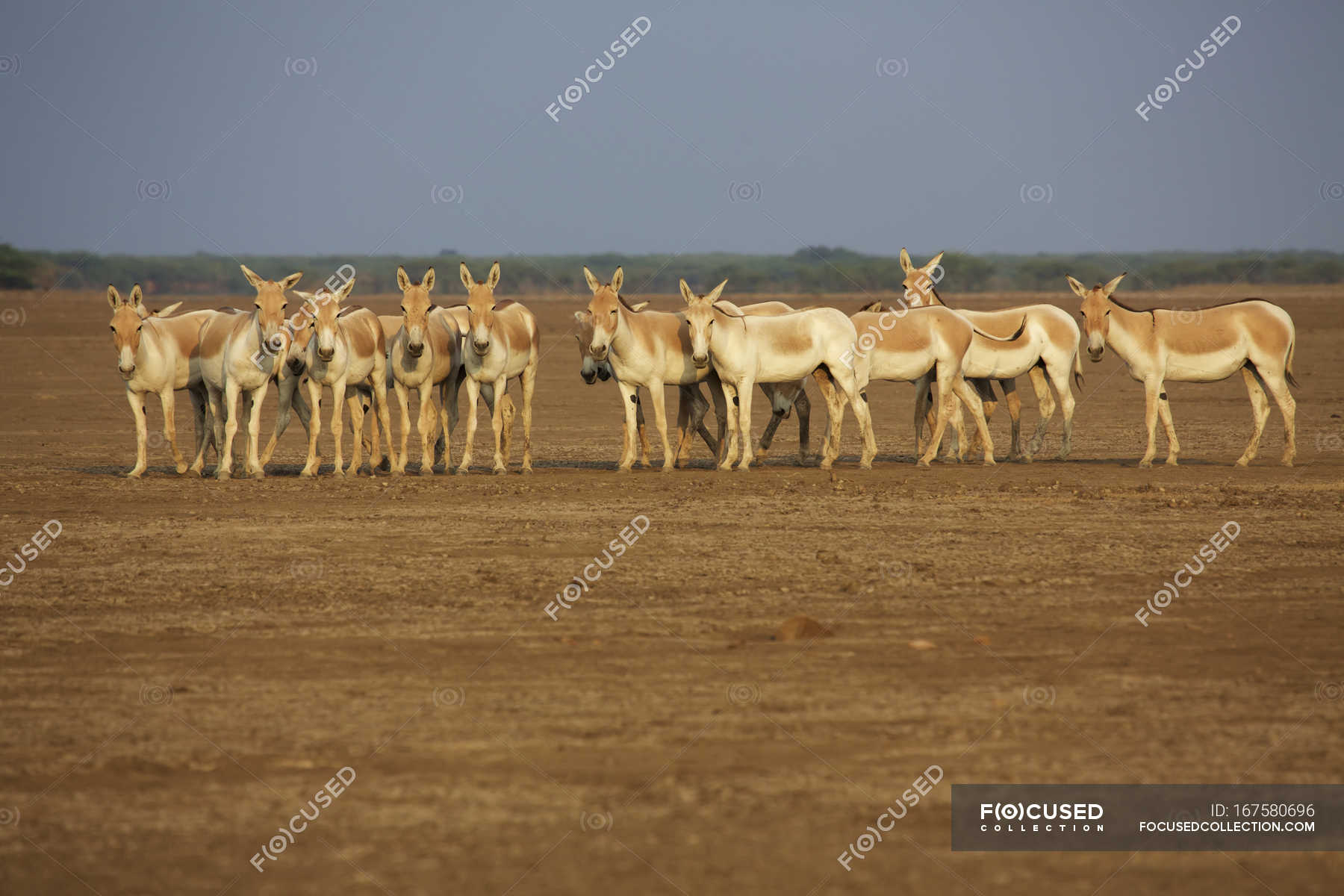 Herd of Khur, Indian wild donkeys in desert landscape of