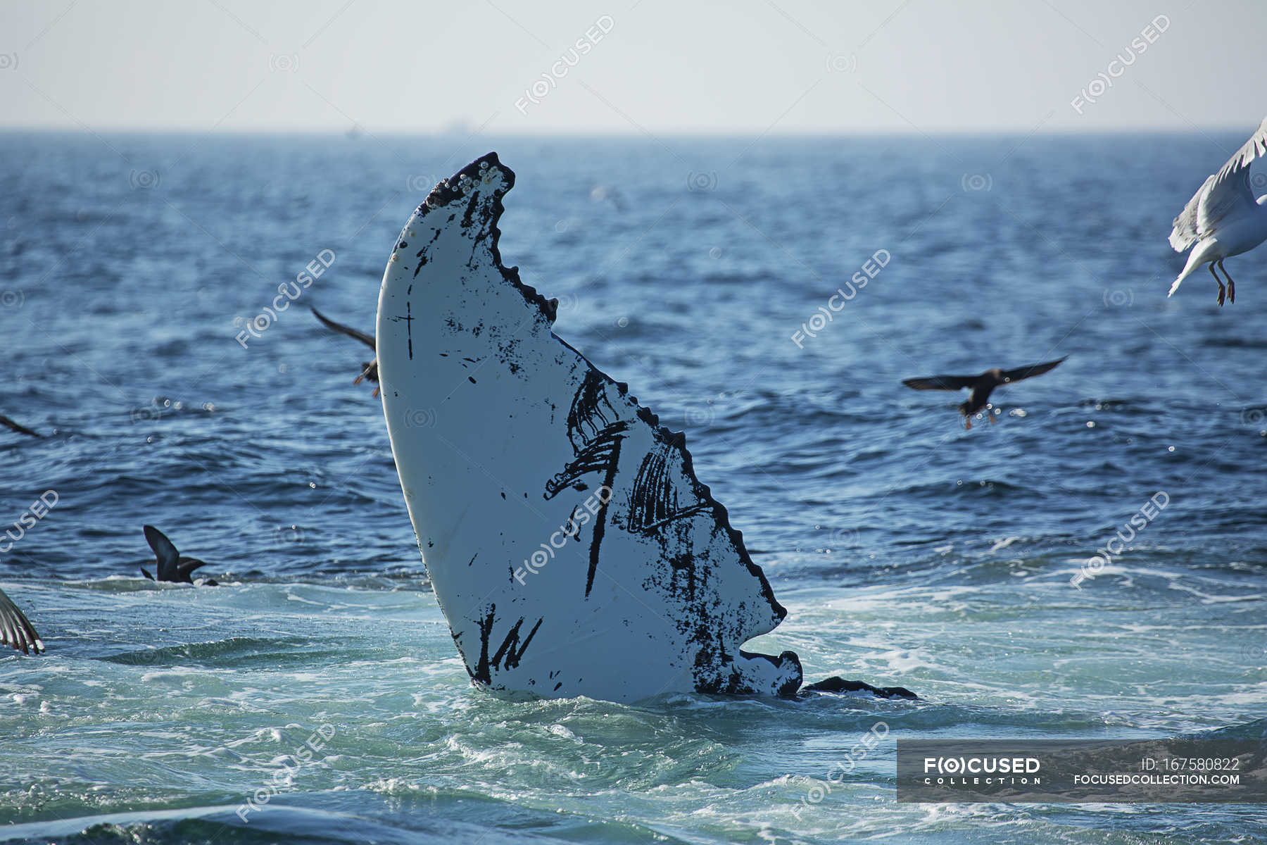 Humpback whale fin — daytime, environment - Stock Photo | #167580822