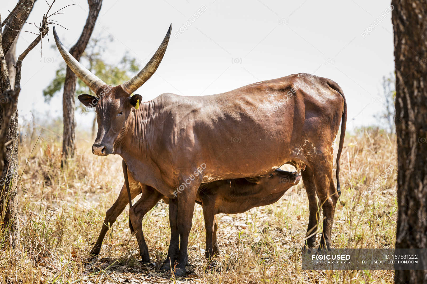 Horned Cow Feeding Calf Standing Nature Stock Photo