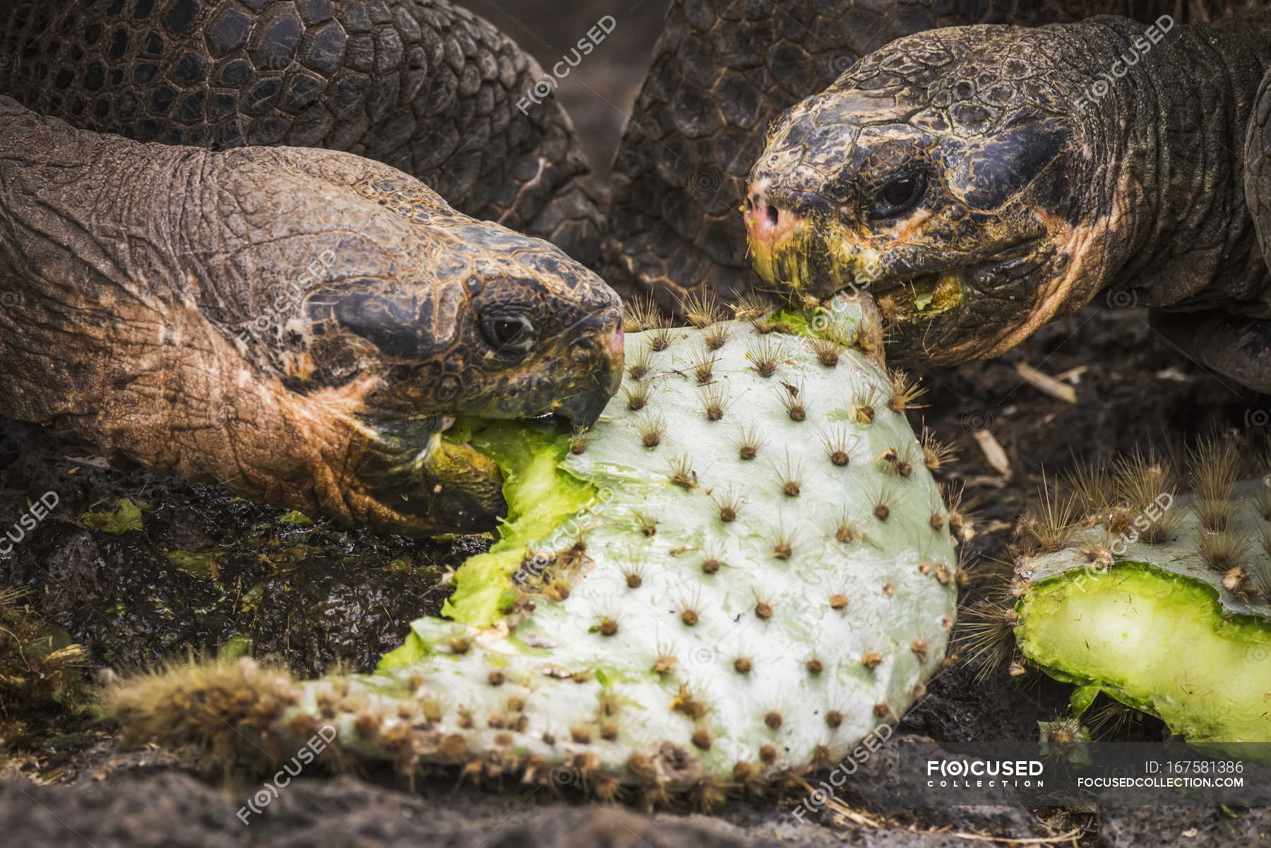 Galapagos giant tortoises — daylight, natural Stock Photo 167581386