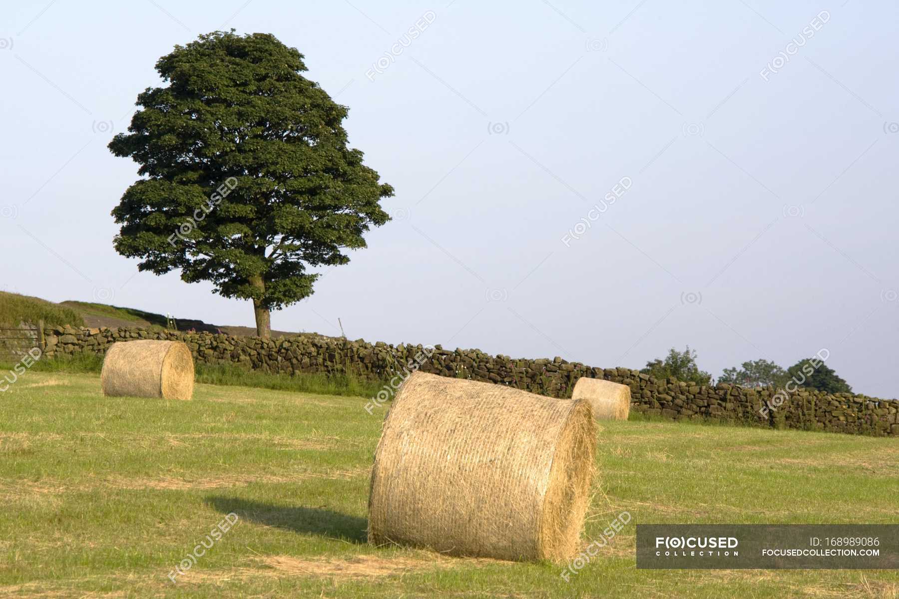 Hay Bales In Field — freshness, ecological Stock Photo 168989086
