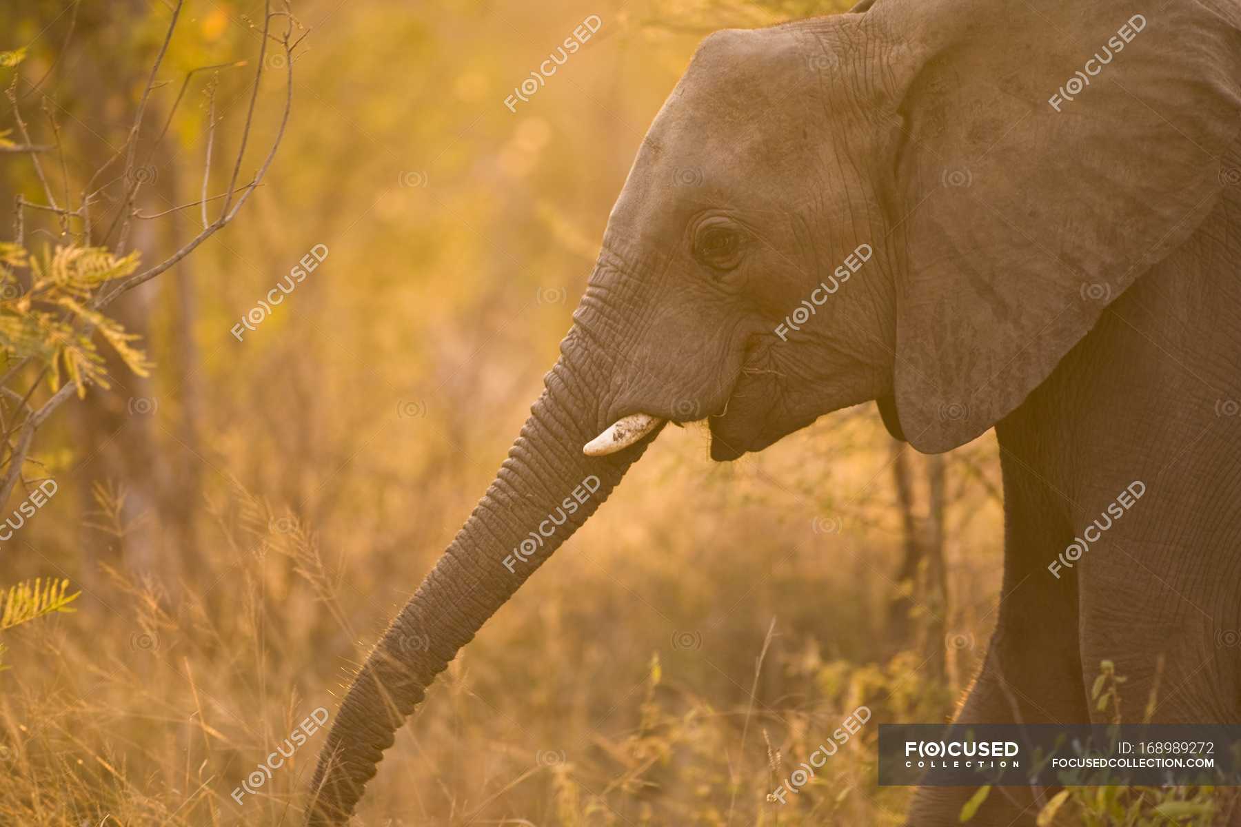 African Elephant, Arathusa Safari Lodge — outdoors, wild animal - Stock ...