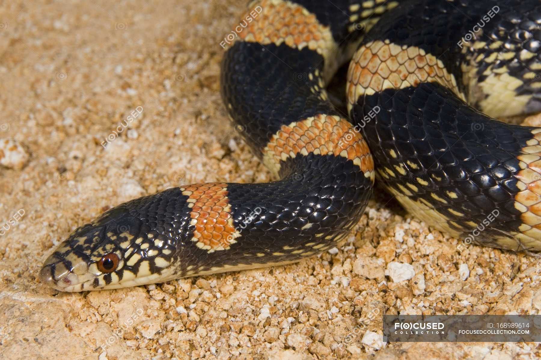 Long nosed snake - Stock Photos, Royalty Free Images | Focused