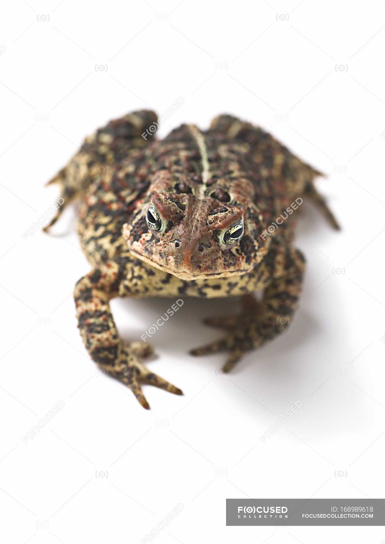 Toad sitting on white — natural, eco - Stock Photo | #168989618