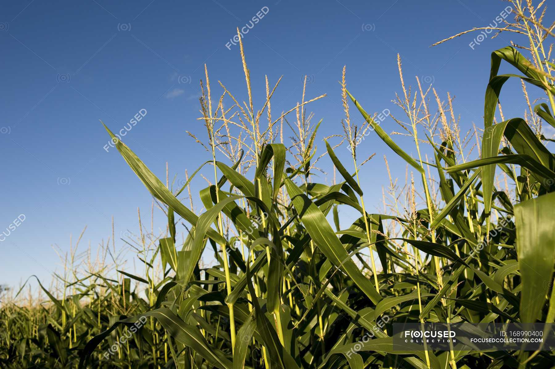 Кукурузное поле канада. Мак в кукурузном поле. Кукурузные поля карта. Поля в поле сыр. Кукурузное поле.