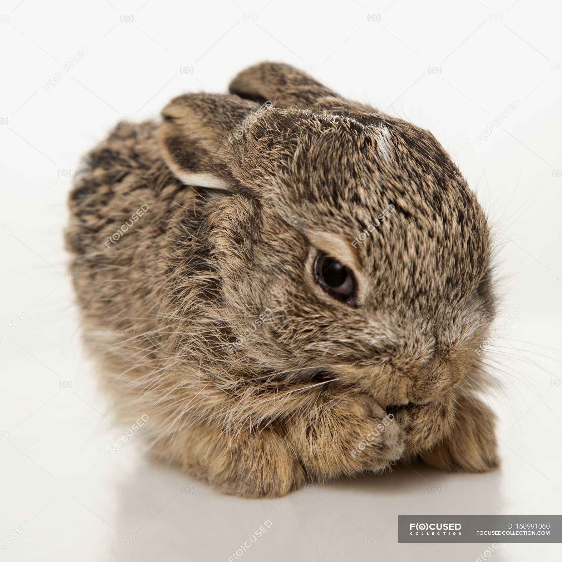 Baby Rabbit Cleaning Himself — cute, furry Stock Photo 168991060
