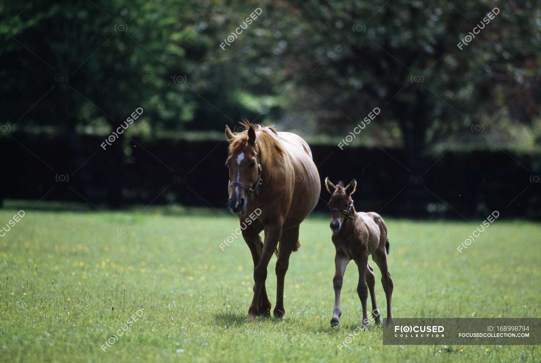 Horses - Thoroughbred, Mare And Foal — irish, mammals - Stock Photo ...
