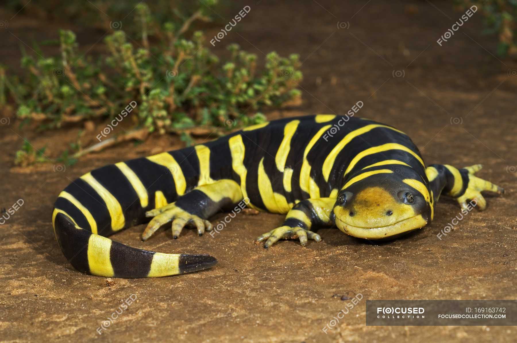 Texas Barred Tiger Salamander — outdoors, reptilian - Stock Photo
