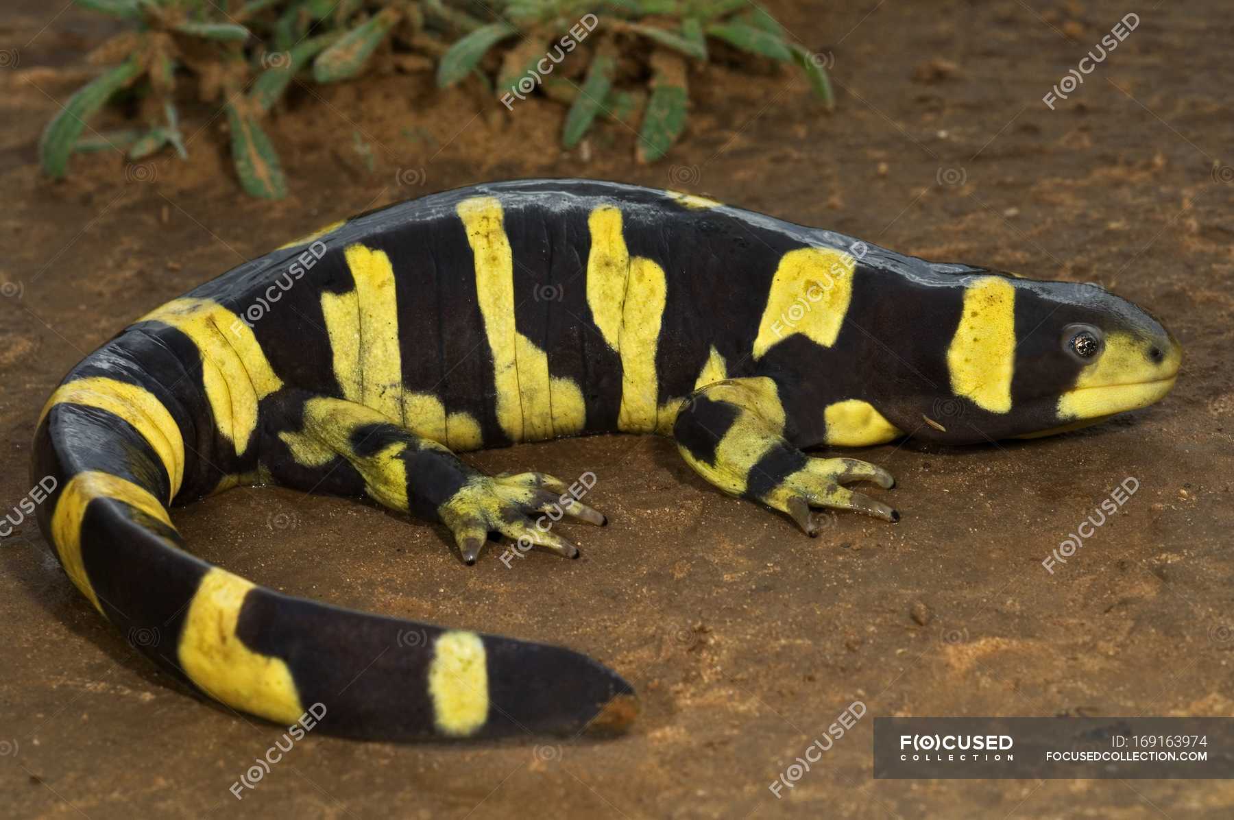 Texas Barred Tiger Salamander — closeup, black - Stock Photo | #169163974