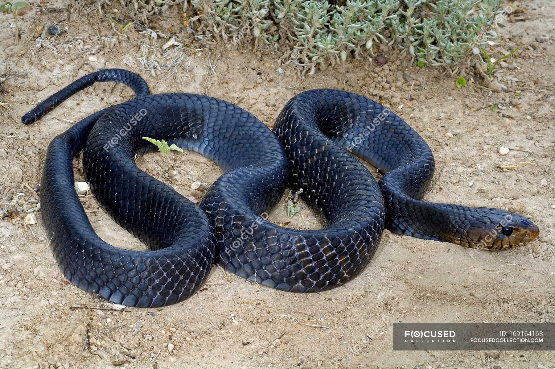 blue indigo snake