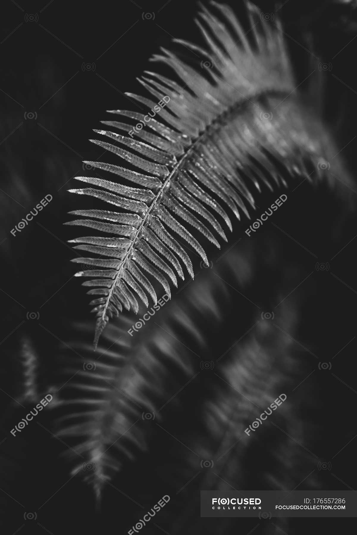 View of fern leave on dark blurred background , black and white image —  plant, growing - Stock Photo | #176557286