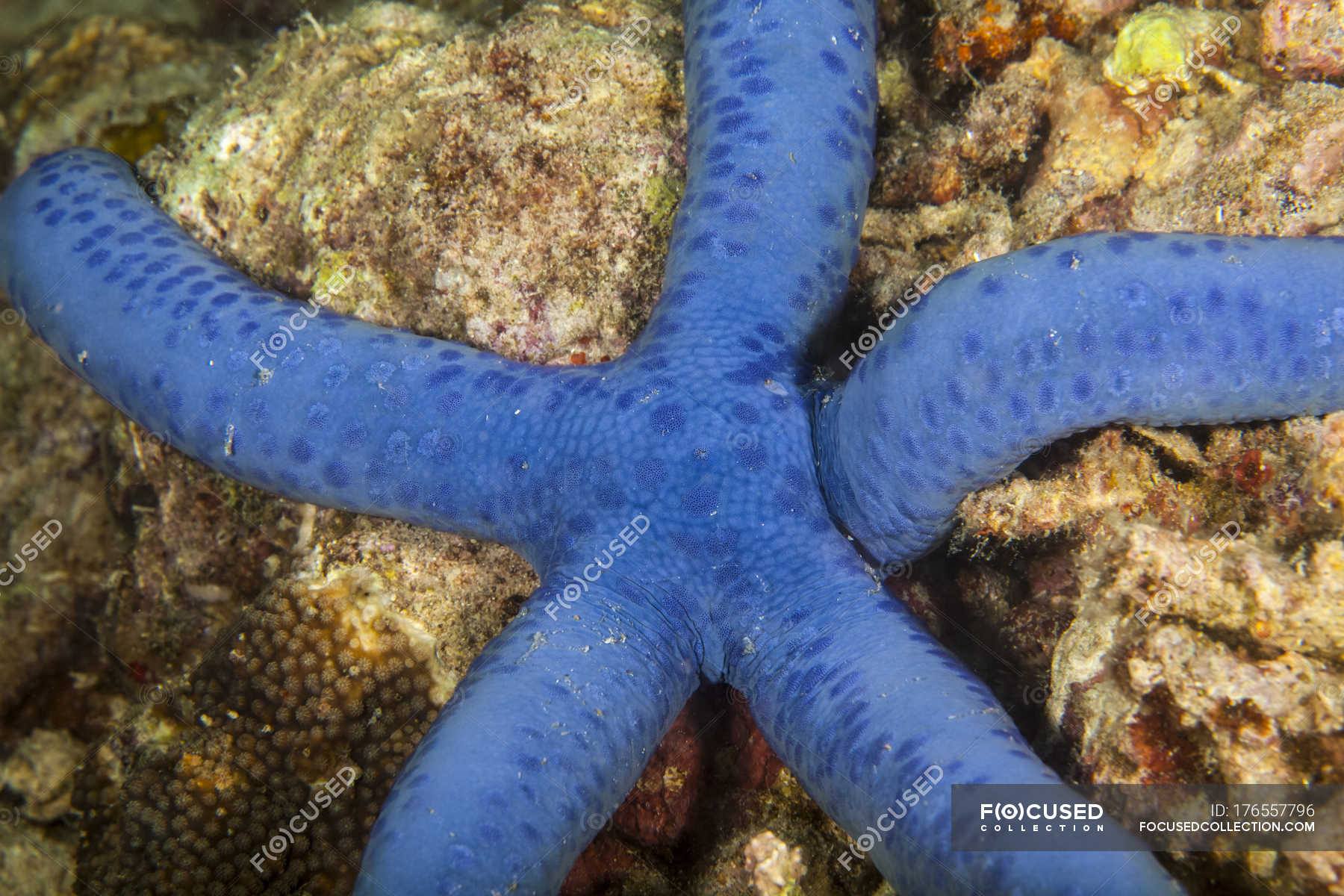 School Of Fish Swimming Under Water Of Sea Over Sea Floor Outdoor 