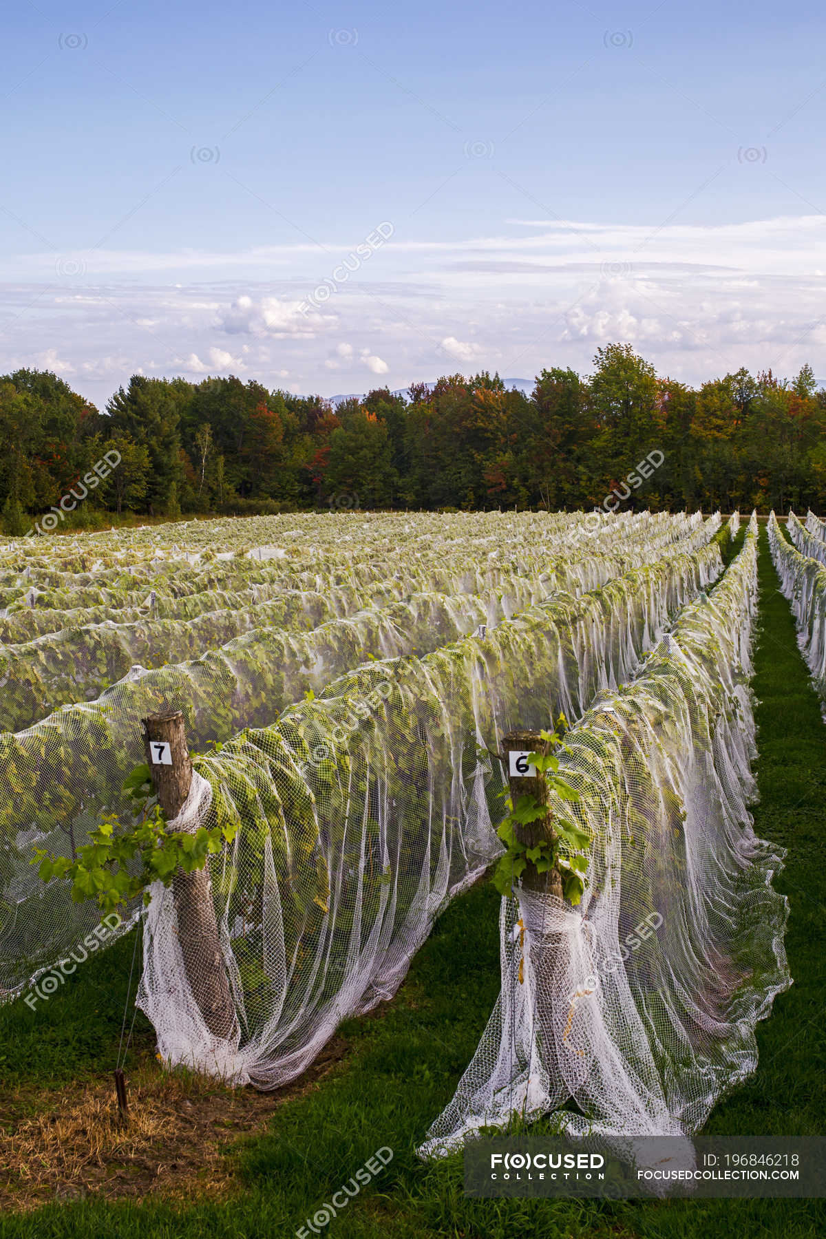 Vineyard with rows of Frontenac Gris grapes growing and draped in a