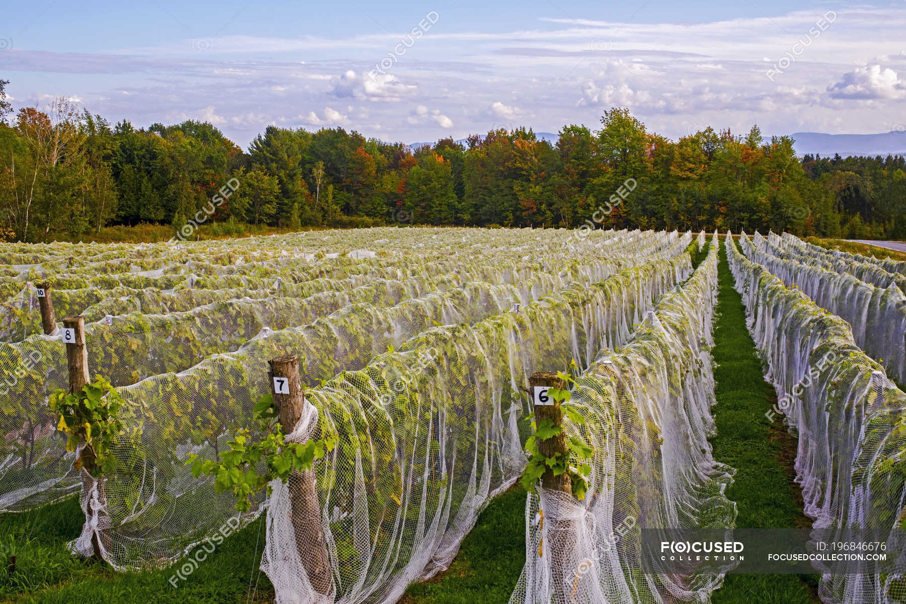 Vineyard with rows of Frontenac Gris grapes growing and draped in a