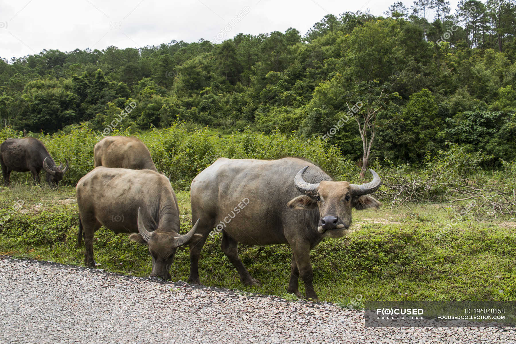 Water buffalo ( Bubalus bubalis ) walking down the side a gravel road; Xiangkhouang, — scene, animals - Stock Photo |