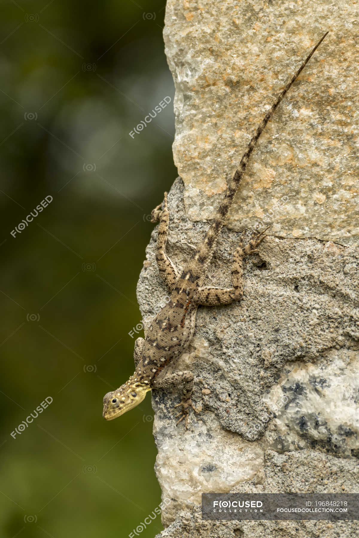 Female Agama Lizard Agama Mwanzae Clinging To Rocky Wall Serengeti