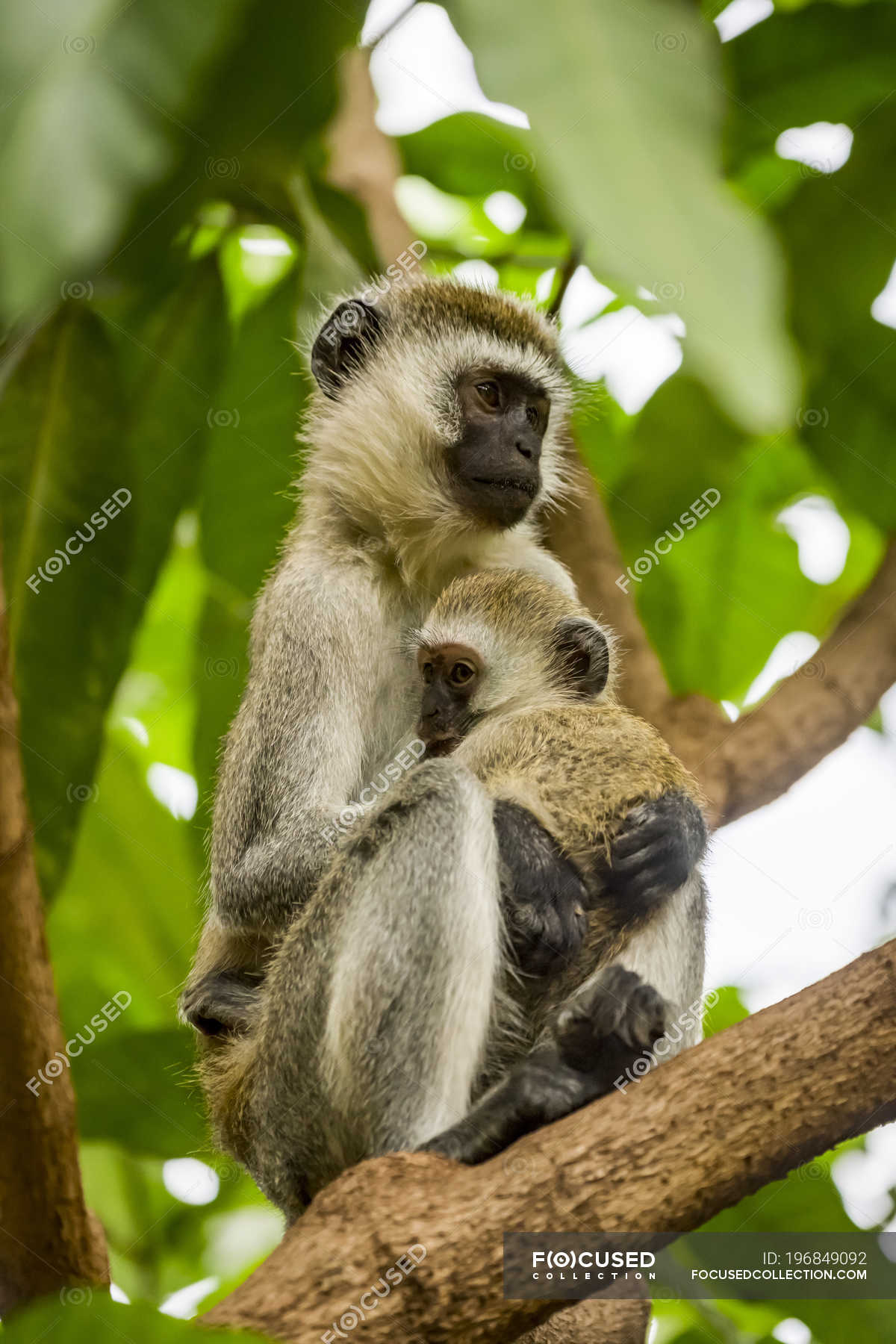 Foto de Macaco Vervetchlorocebus Pygerythrus e mais fotos de stock