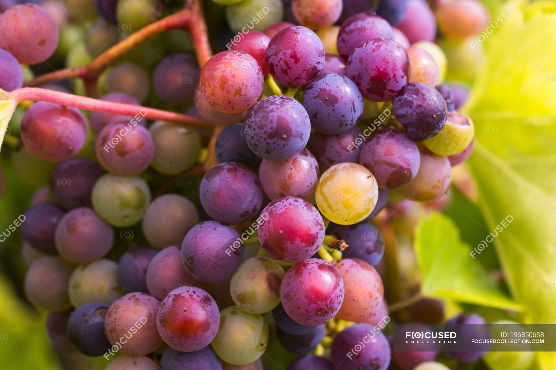 Frontenac Gris grapes growing on a vine; Shefford, Quebec, Canada