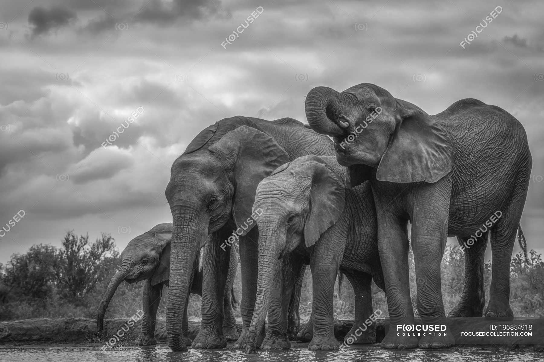 African Bush Elephants ( Loxodonta africana ) standing by water ...