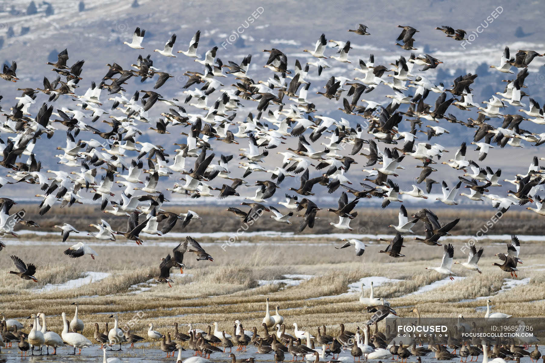 Snow geese (Anser caerulescens) migration, Lower Klamath National ...