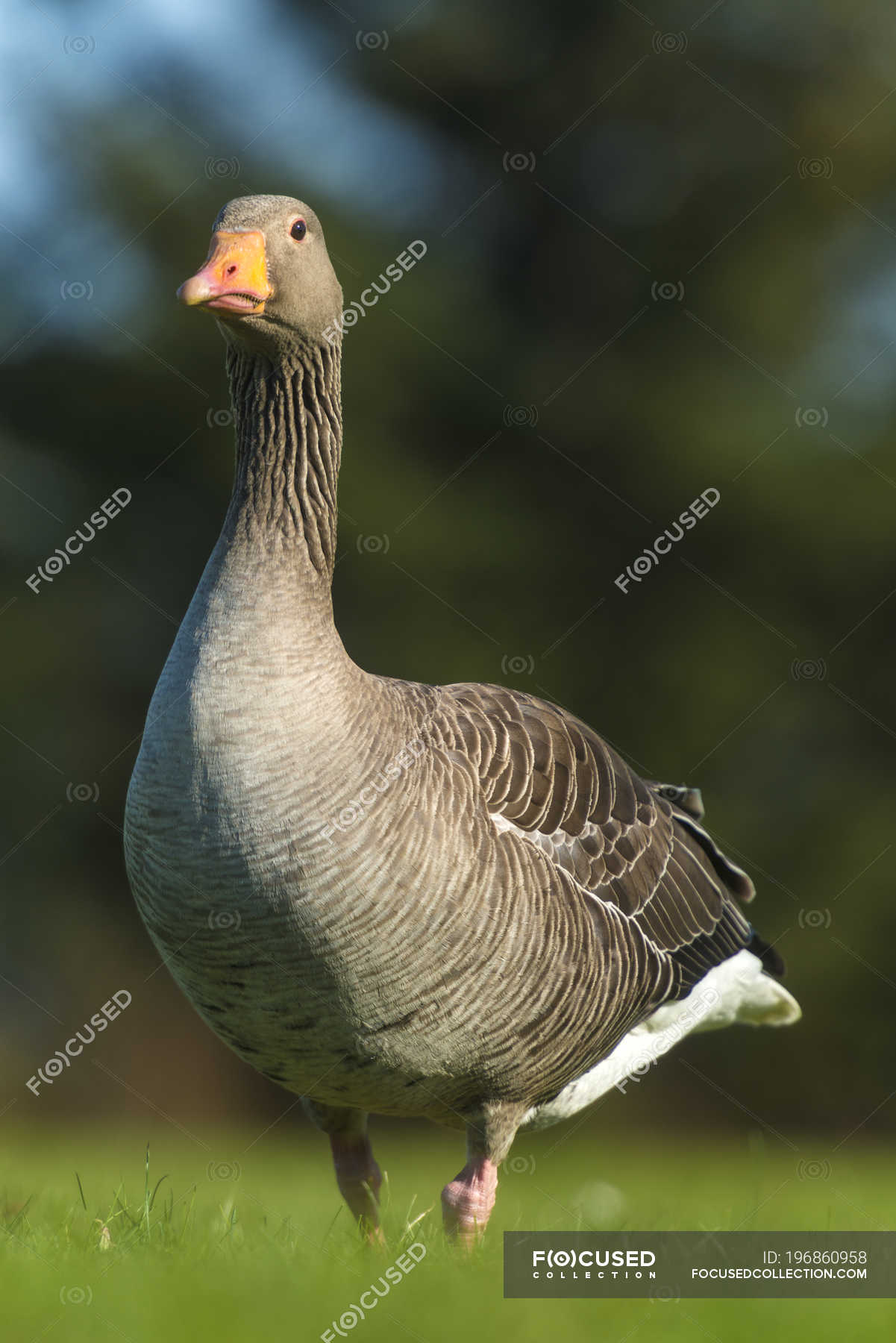 greylag goose