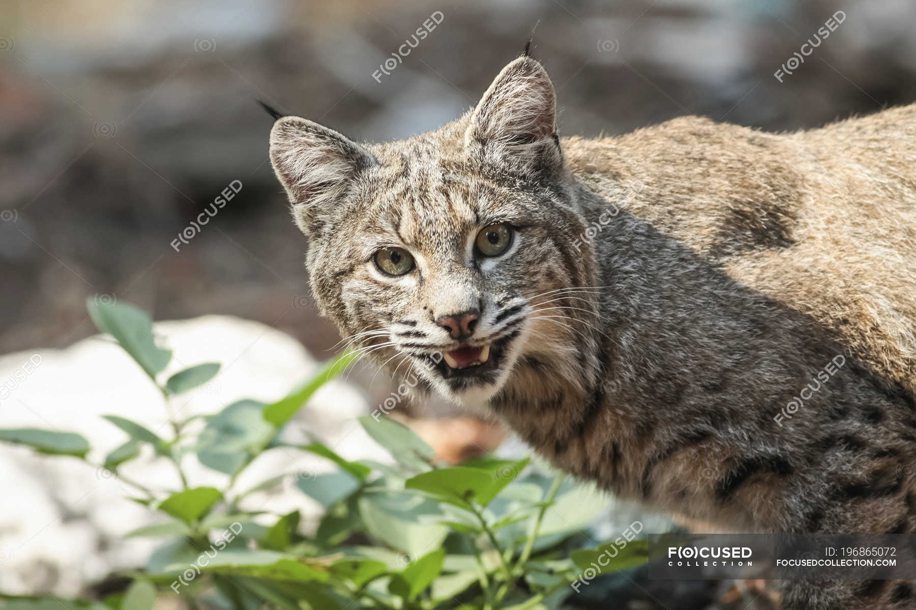 Bobcat Stock Photos Royalty Free Images Focused