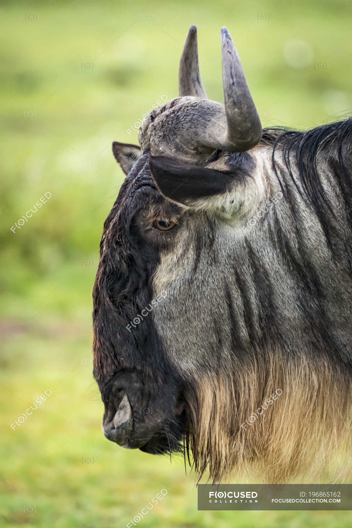 wildebeest head