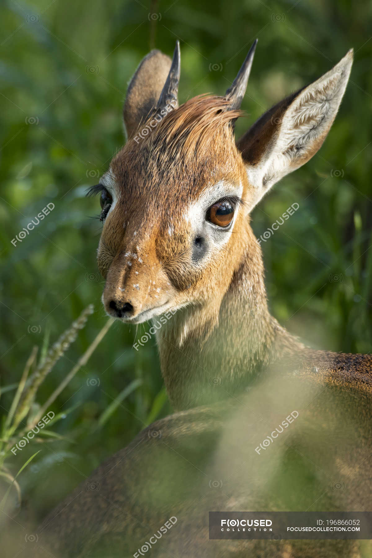 Primo Piano Del Dik Dik Di Kirk Madoqua Kirkii Che Guarda Alle Spalle Parco Nazionale Di Tarangire Tanzania Fuori Eco Stock Photo 196866052