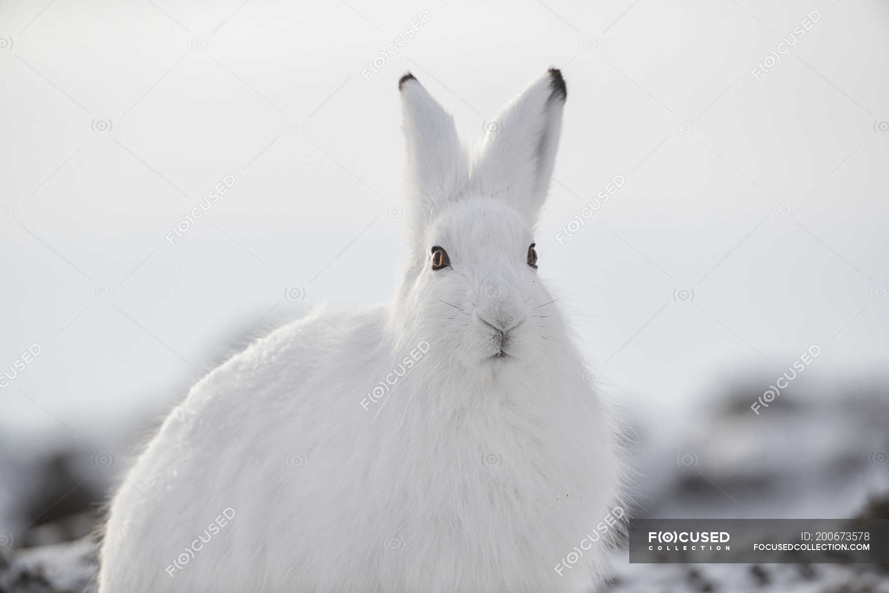 cute arctic hare