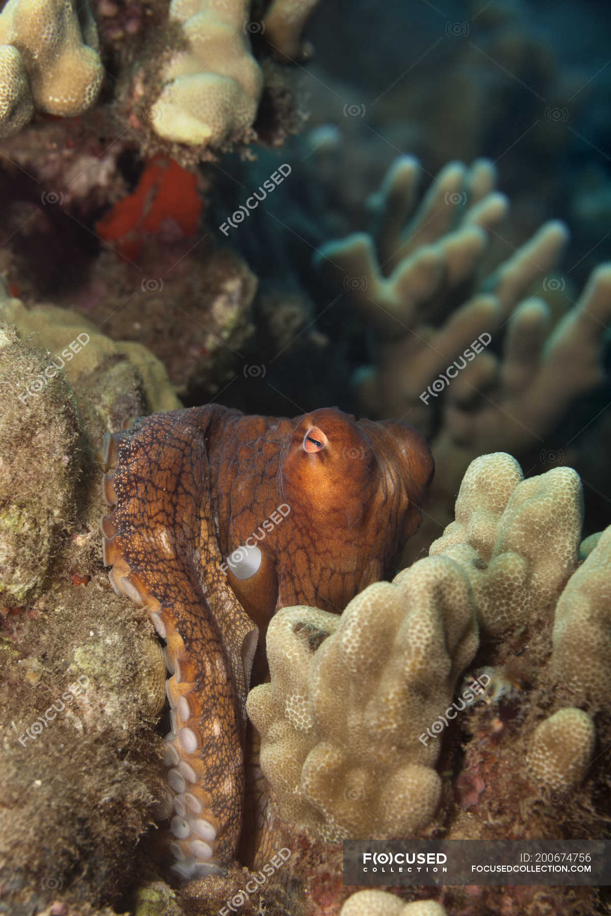 Hawaiian Day Octopus ( Octopus cyanea ) hiding in the reef; Maui, Hawaii, United States of