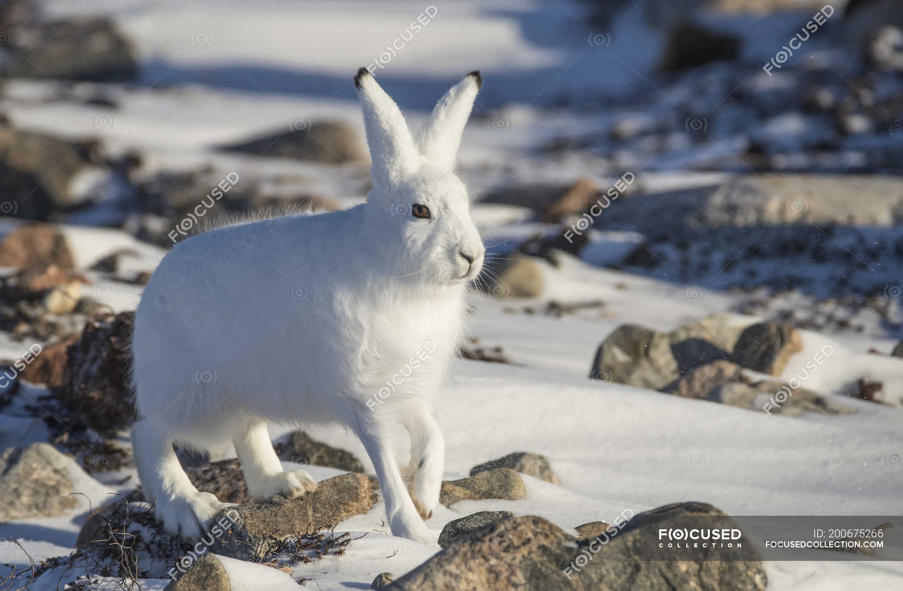 arctic-hare-lepus-arcticus-in-the-snow-churchill-manitoba-canada