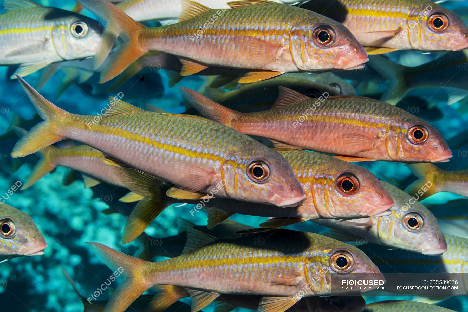 Yellowfin Goatfish (Mulloidichthys vanicolensis) schooling off the Kona ...