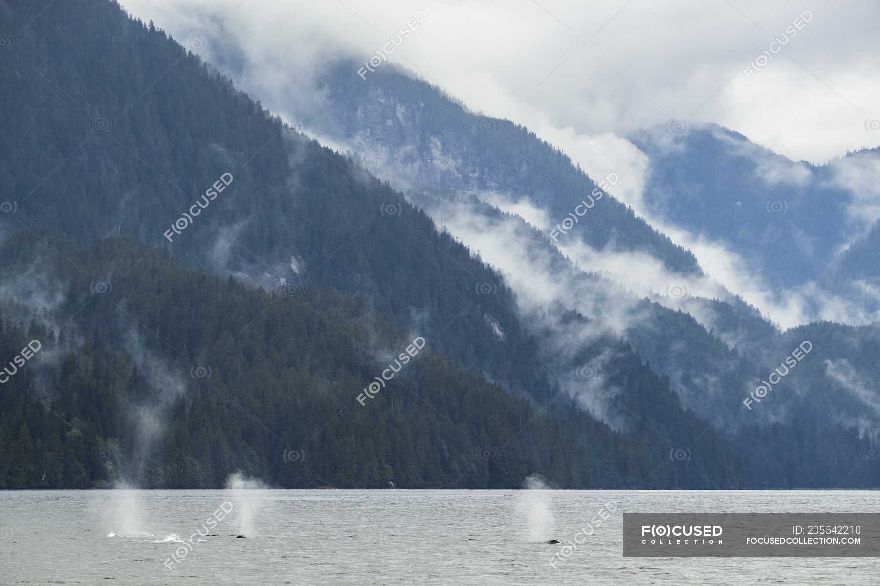 Humpback whales (Megaptera novaeangliae) taking a breath of air before