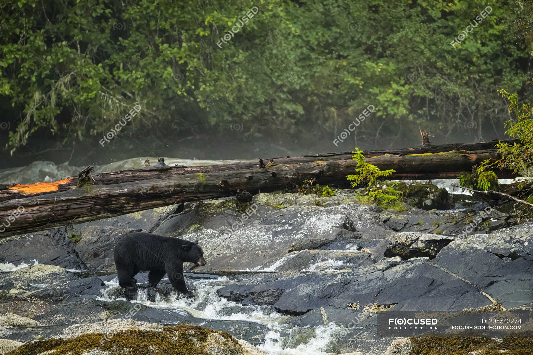 Black bear (Ursus americanus) fishing in a stream in the Great Bear  Rainforest; Hartley Bay, British Columbia, Canada — Adult Animal, outside -  Stock Photo | #205543274